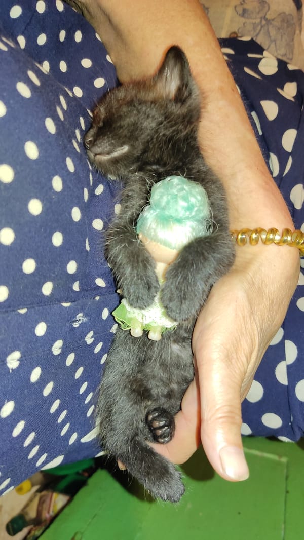 Tiny black kitten naps with a stuffed bunny in Odesa