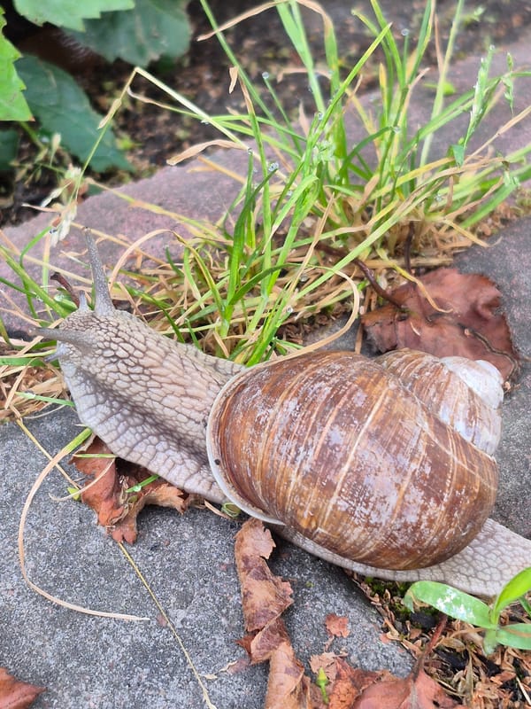 Garden snails and slugs up close on leaves and pavement