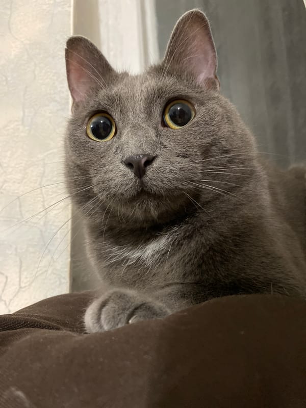 Grey tabby cat in close-up, many angles, very attentive