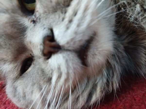 Gray tabby cat relaxing on a red carpet, Bataysk