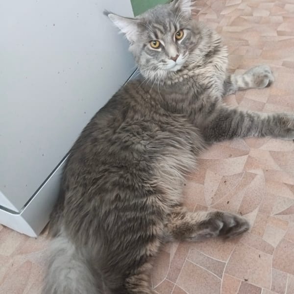 Gray Cat Photographed Indoors in Chaikovsky, Russia