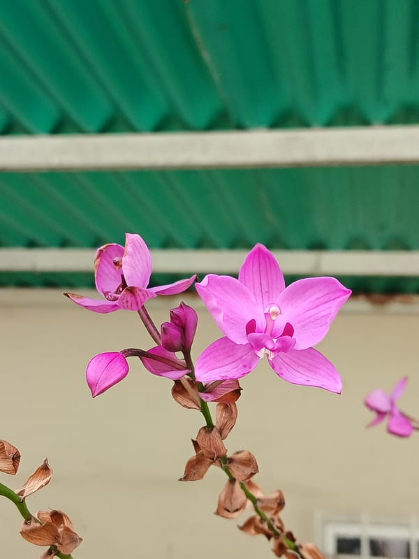 Garden flowers documented in close-up shots in Apartaderos