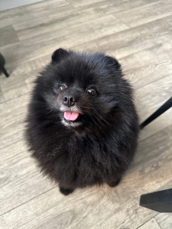 Black Pomeranian looks up from a wooden floor in Petropavl