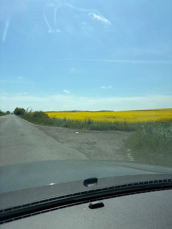 Vehicle passes yellow rapeseed field in Bulgarian countryside