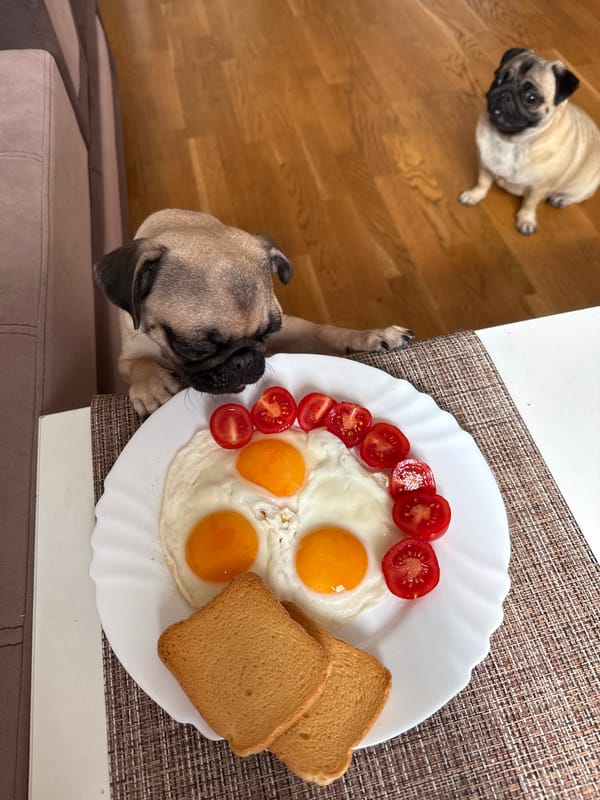 Two pugs making a strong case for sharing breakfast