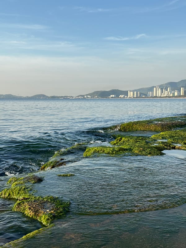Evening at Nha Trang beach — dog, rocks, seaweed, and low sun