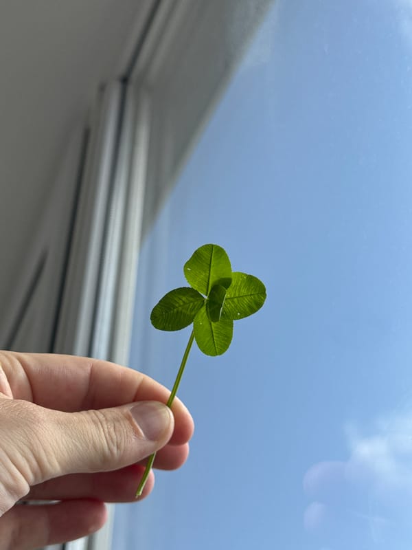 Four-leaf clover discovered and photographed in Krasnodar, Russia