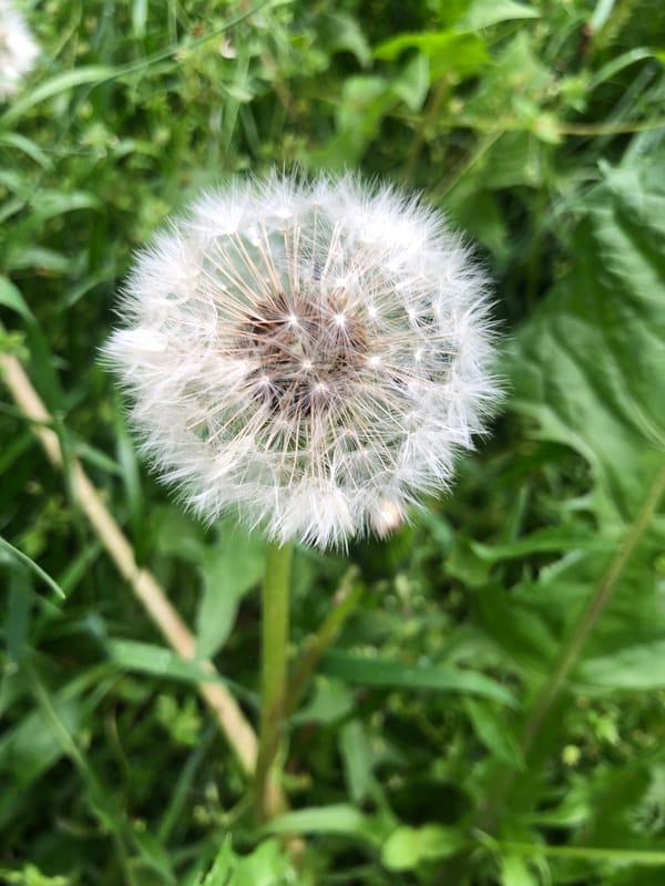 Spring morning flora documented across Kyiv park spaces
