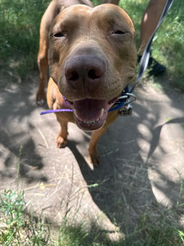 Brown pit bull out for a walk in a Zaporizhzhia park