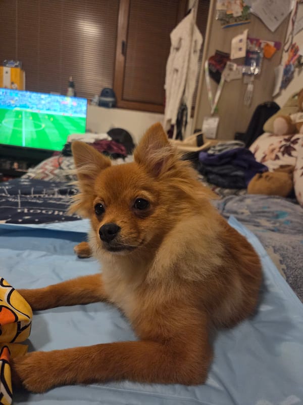 Pomeranian dog plays and rests in Sofia bedroom