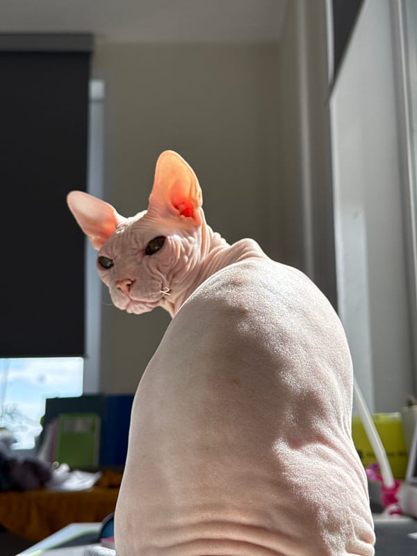 Sphynx cats soaking up window light in Krasnoyarsk