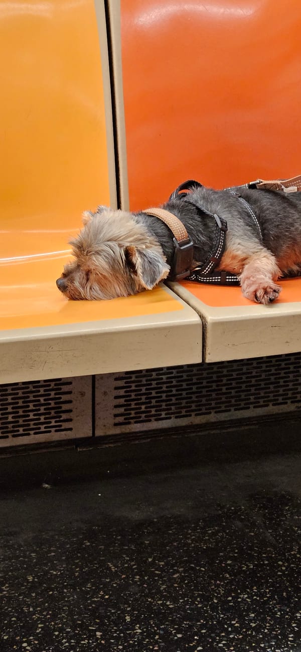 Yorkie naps on orange NYC subway seat
