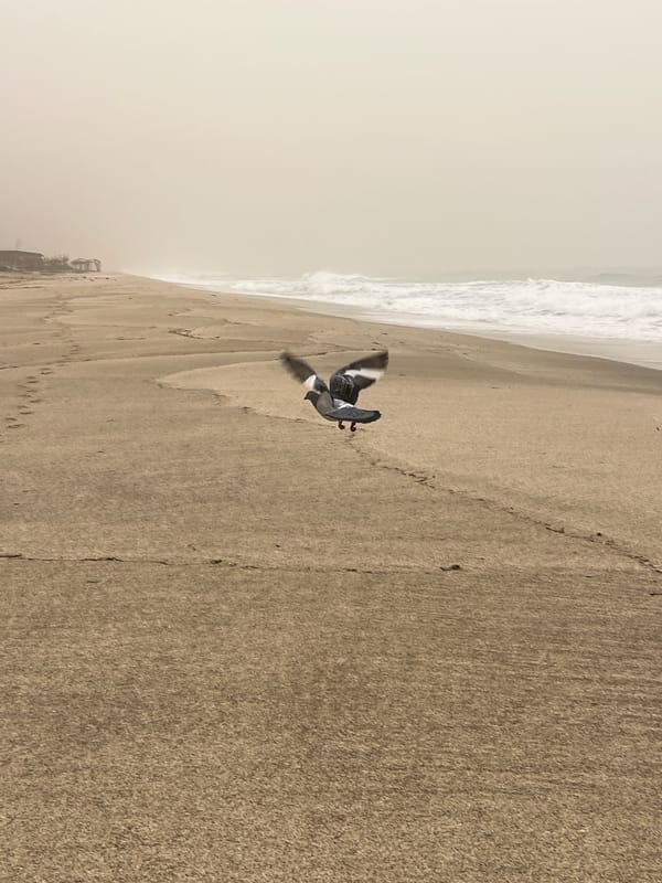 Coastal wildlife observed during overcast morning in Alanya, Turkey