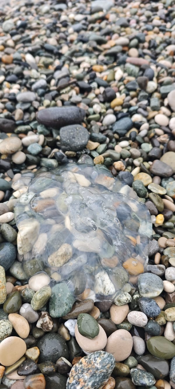 Beach debris, stone cairns, jellyfish documented on Abkhazia shore