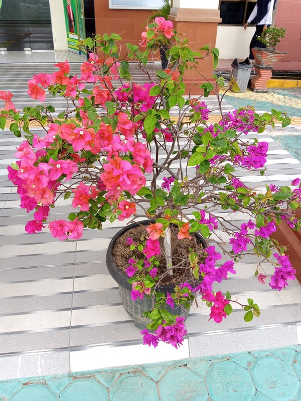 Morning botanical survey captures colorful bougainvillea plants across Bireuen