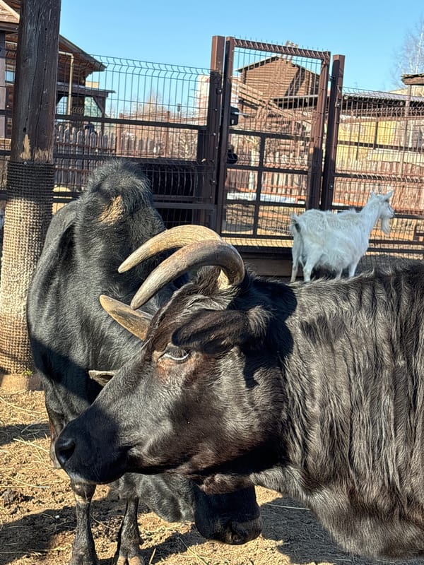 Farm animals observed at outdoor facility in Izhevsk