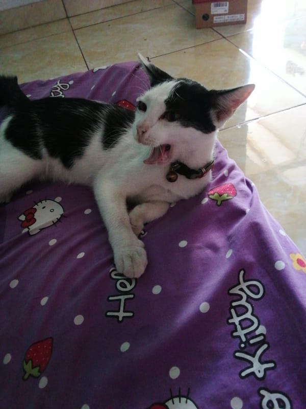 Two cats, a Hello Kitty blanket, and a slow morning at home