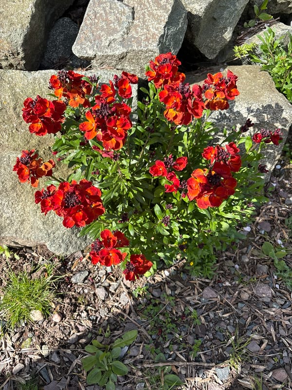 Spring flowers bloom in Longden garden display