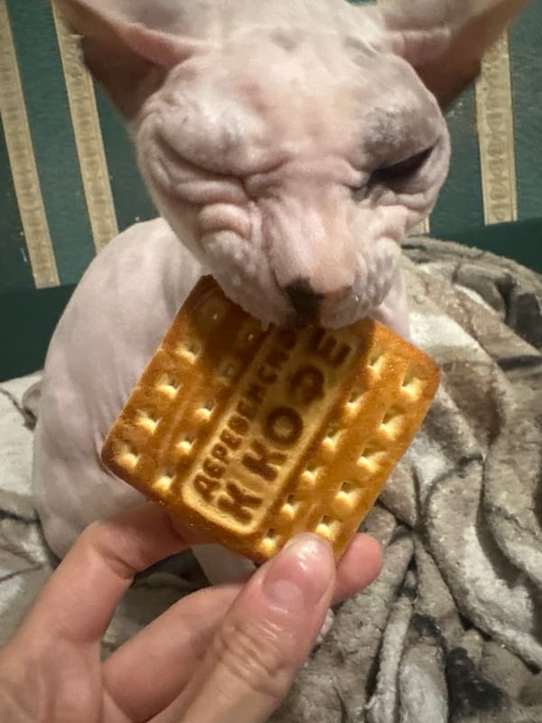 Sphynx cat, tarot cards, and snacks on a lazy afternoon