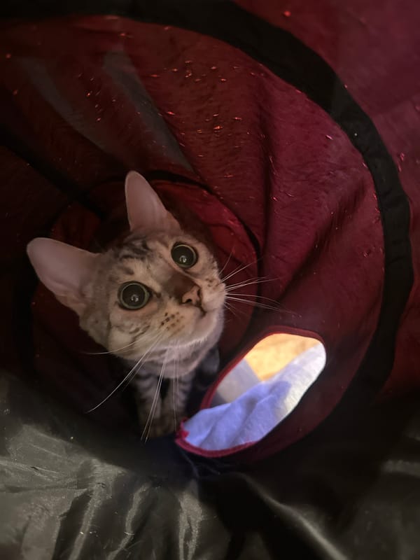 Tabby cat plays in fabric tunnel in London