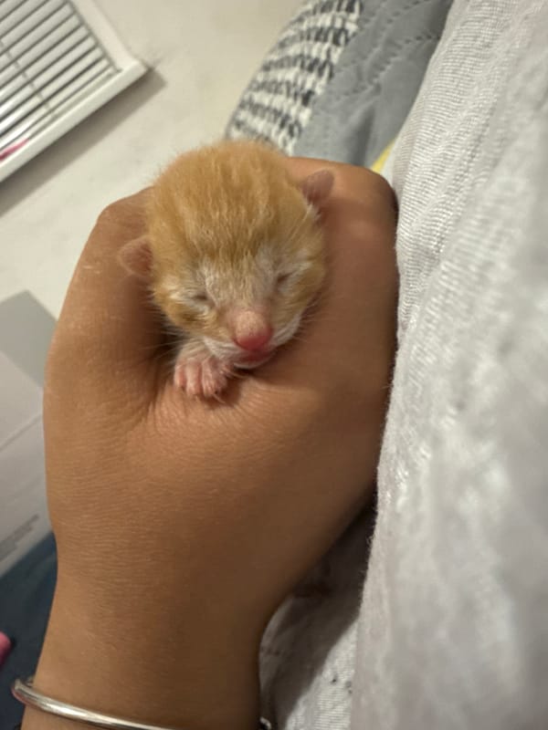 Newborn orange tabby kitten sleeping in a hand, Burgas