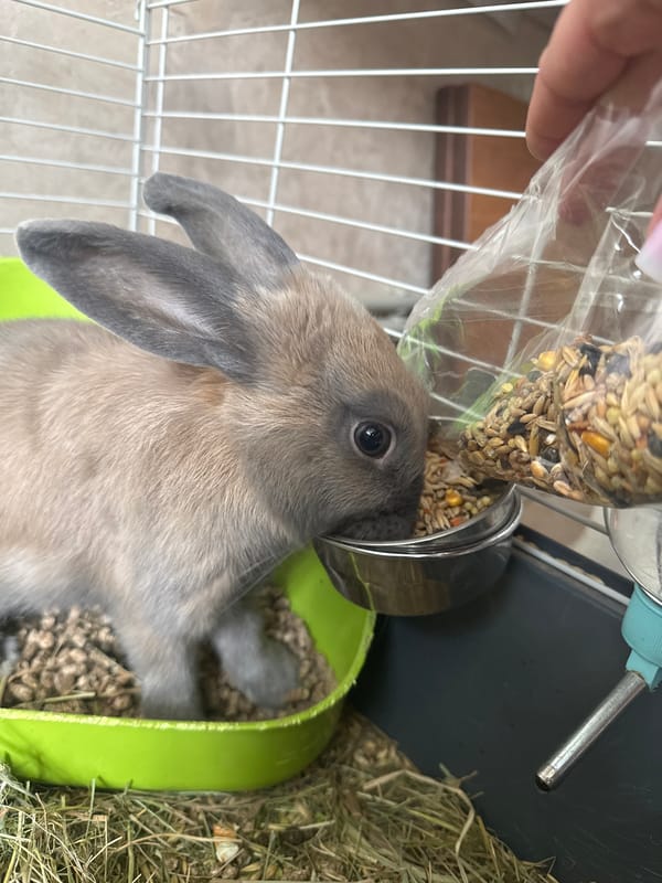 Rabbits eating, resting, and nesting in indoor enclosures in Lutsk
