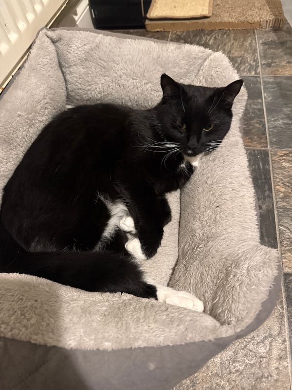 Tuxedo cat rests peacefully in pet bed, Desborough