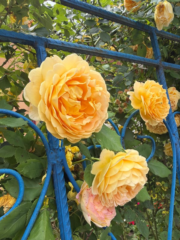 Garden roses in bloom, from tight buds to open flowers