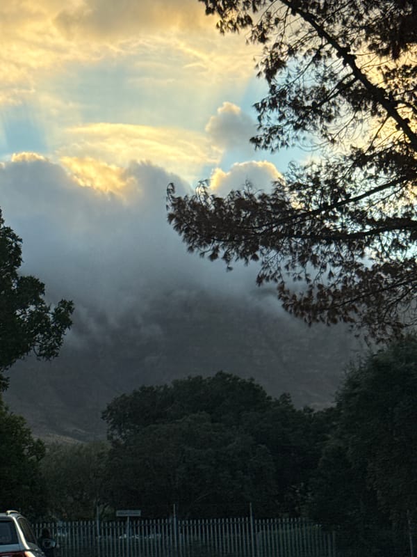 Egyptian geese flock spotted in Cape Town park
