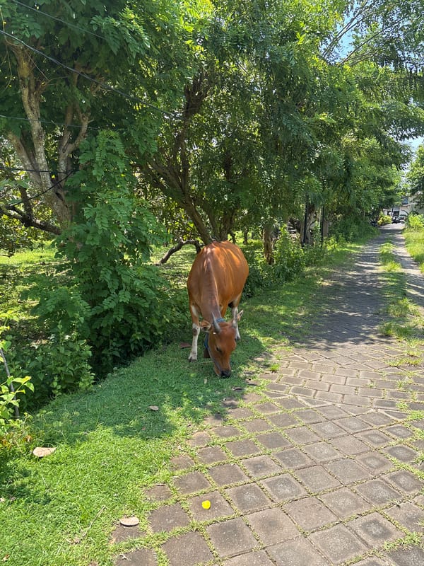 Cow spotted in outdoor Pecatu setting during daylight