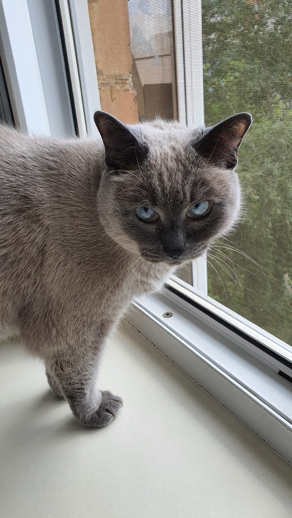 Siamese cat on a Krasnoyarsk windowsill, watching the world outside.
