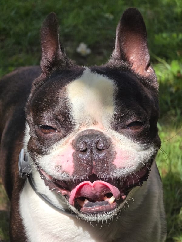 Lazy summer morning in a Voluntari backyard with a Boston Terrier