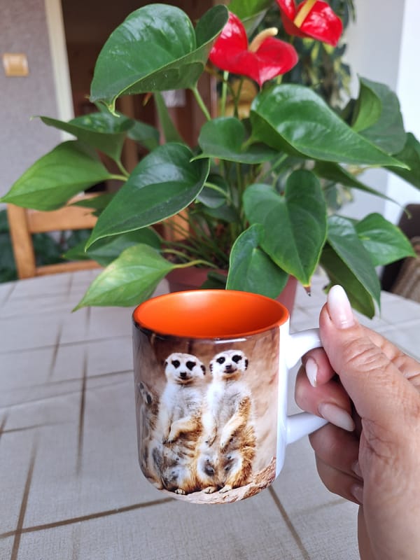 Morning coffee moment captured with houseplant in Montana, Bulgaria