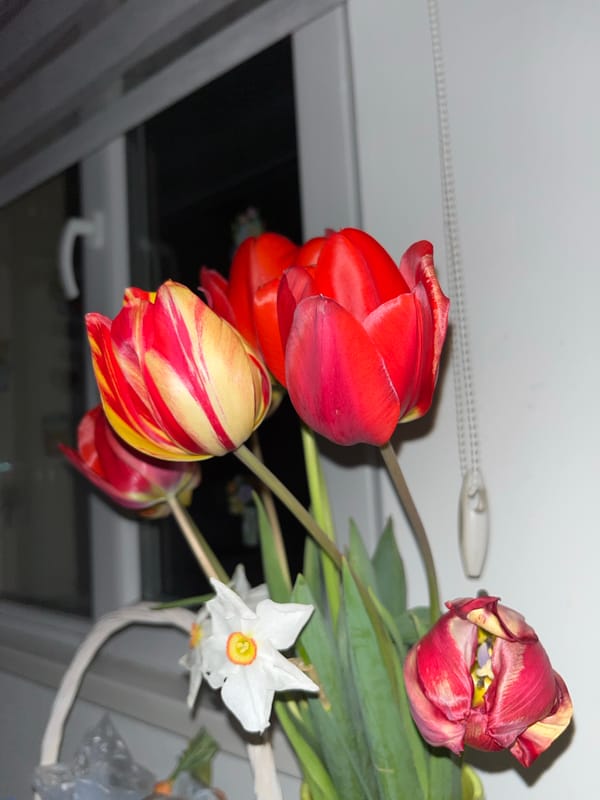 Indoor evening moments captured in Sopot, Bulgaria