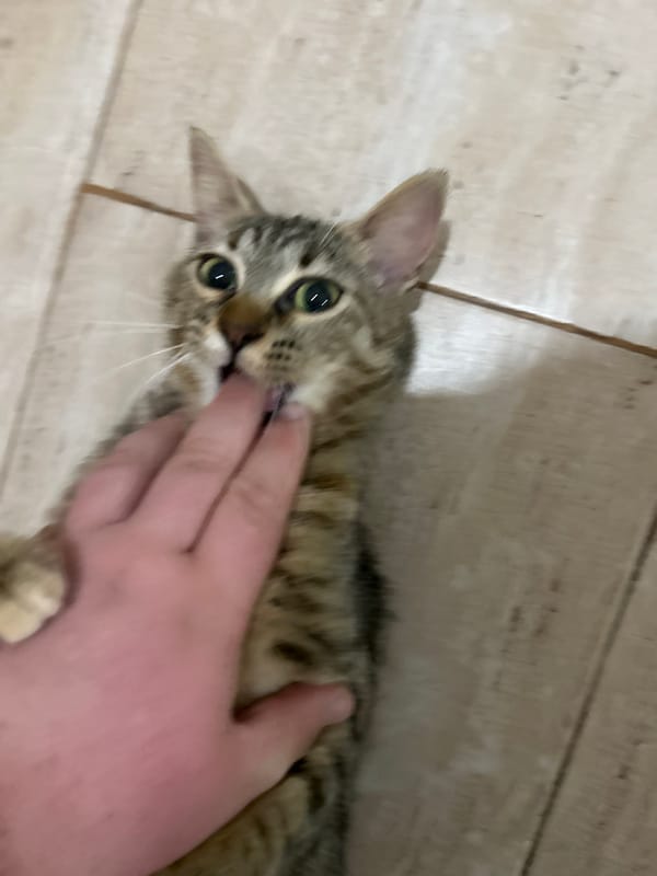 Tabby cat plays with owner in Bulgarian home
