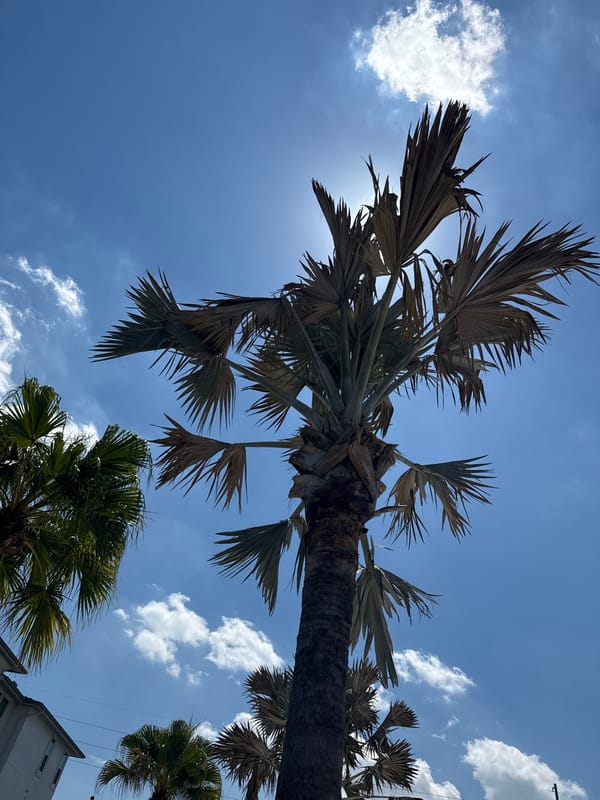 Orlando residents capture palm trees and playful puppy moments