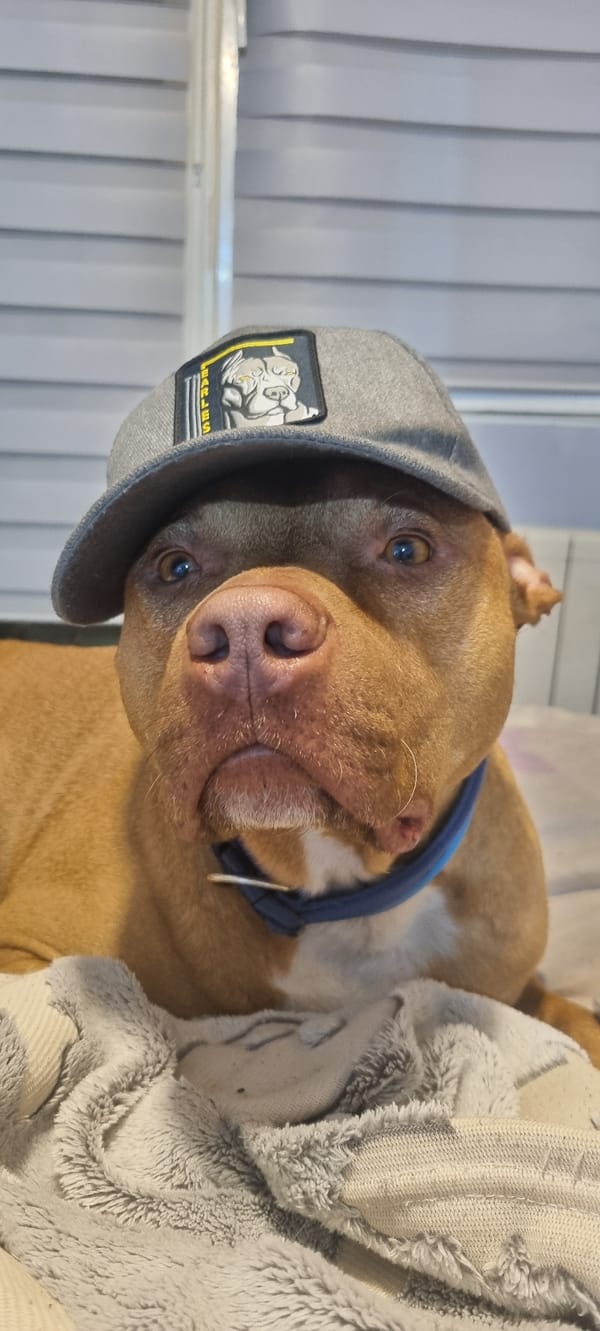 Dog wearing 'FEARLESS' cap photographed in multiple indoor poses