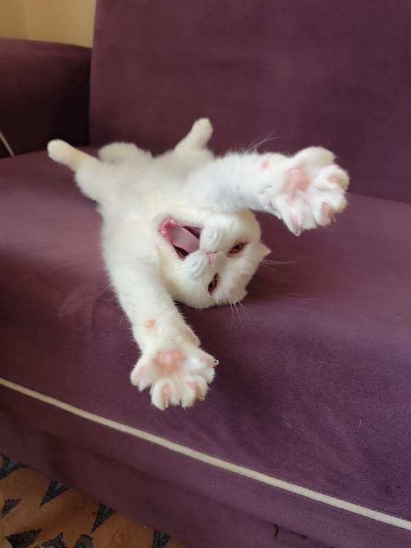 Woman documents morning routine with white cat in Istanbul home