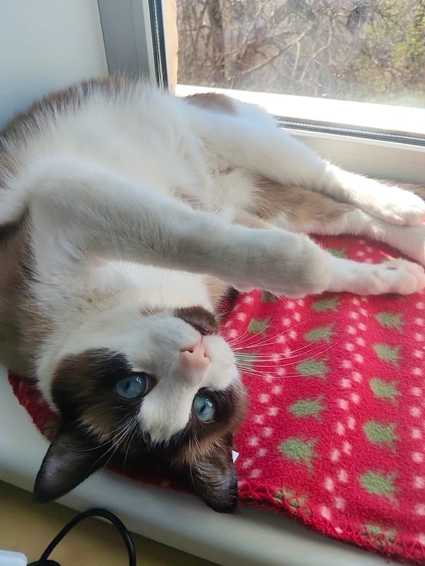 Blue-eyed Ragdoll cat photographed in Saint Petersburg apartment