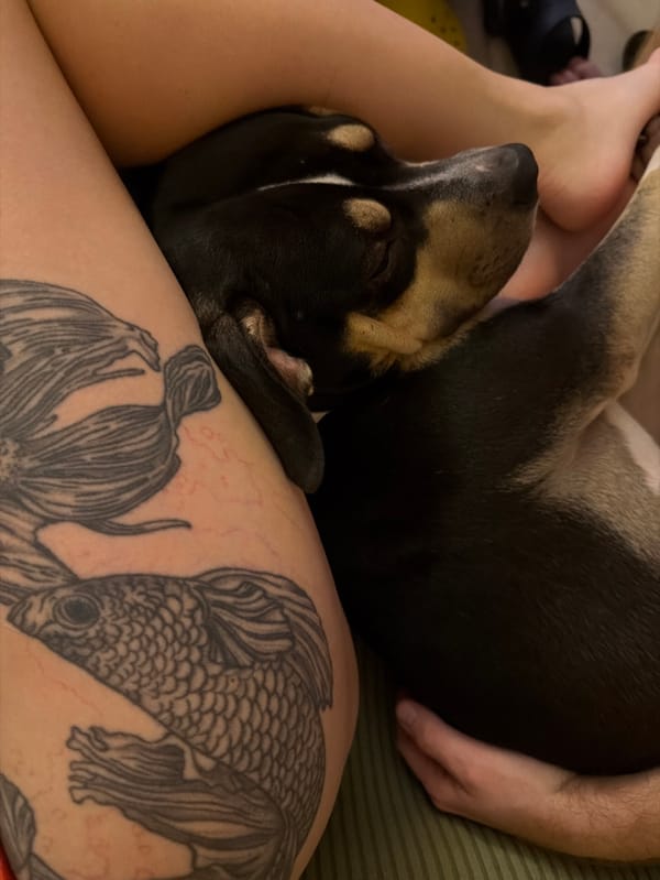 Tel Aviv resident documents cozy Valentine's evening with pets