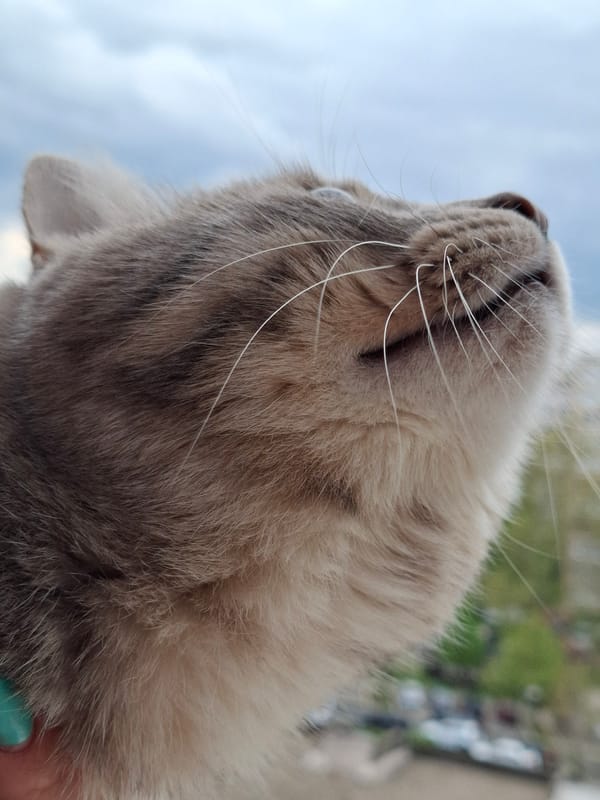 Tabby cat photographed resting on windowsill in Novi Sad