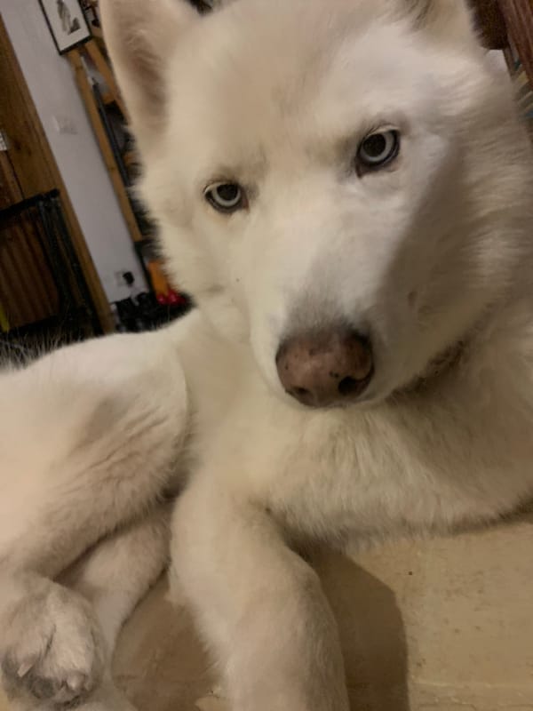 White husky photographed resting indoors in Tel Aviv
