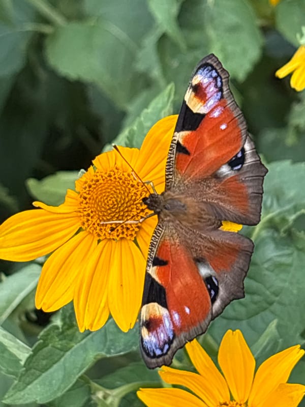 Peacock butterflies and a bumblebee on yellow daisies in Minsk