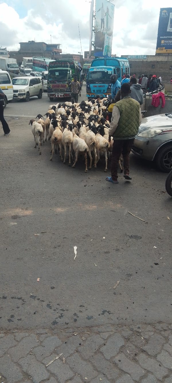 Sheep flock disrupts morning traffic near Nairobi university campus