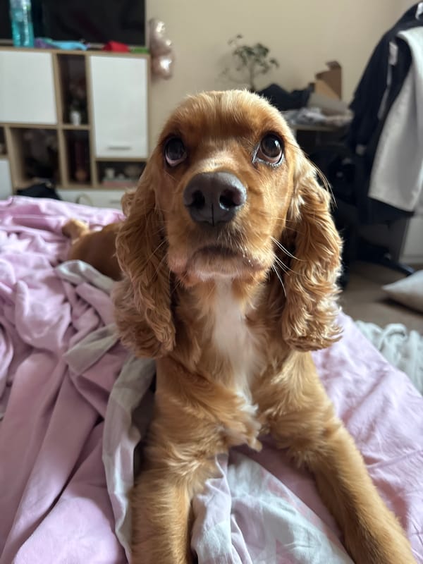 Golden Cocker Spaniel photographed on pink bedding in Bulgaria
