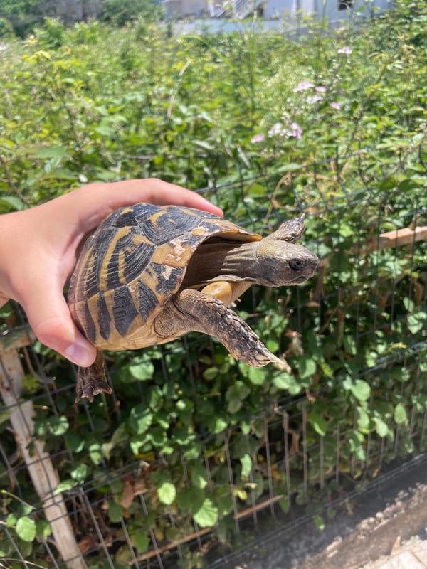Person holds tortoise outdoors in Montenegro village