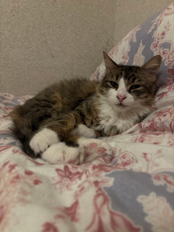 Tabby cat rests on floral bedding in Bulgaria