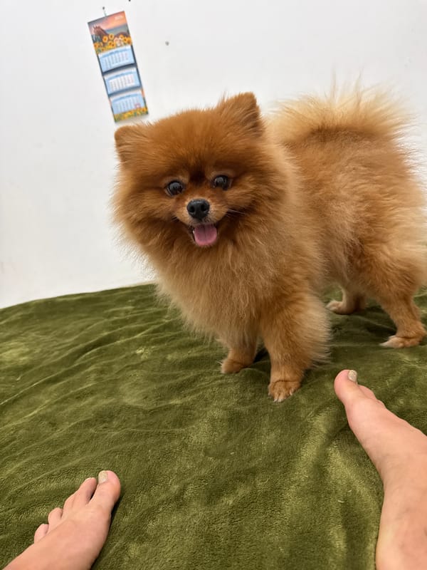 Afternoon bed hang with a Pomeranian in Nha Trang