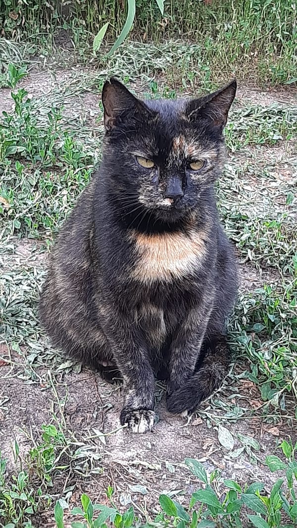Cats, a dog, and garden flowers in a quiet outdoor setting