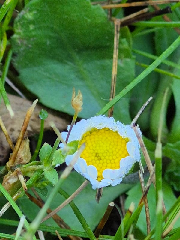 Garden macro series: flowers, cherries, and slugs up close